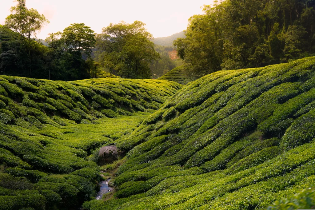 Cameron Highlands tour from Malaysia