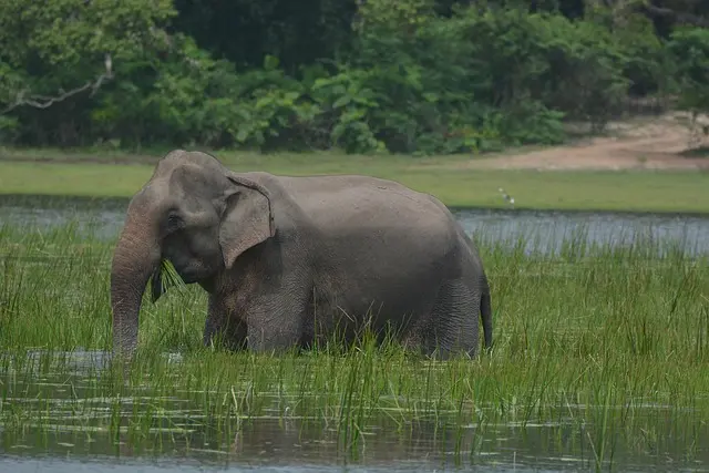 srilanka tours