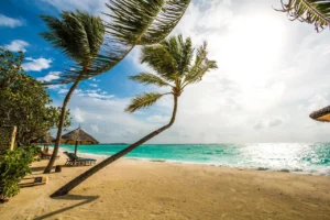Maldives group tour package – snorkeling with nurse sharks