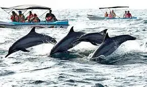 Bali Spectacular Dolphin Tour Malaysia
